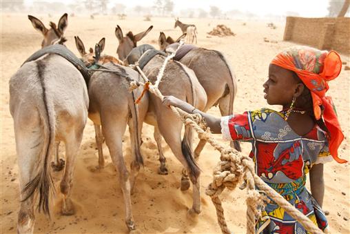 20 Νοεμβρίου 2012: Παγκόσμια Ημέρα Δικαιωμάτων του Παιδιού. Ένα κορίτσι οδηγεί γαιδουράκια στην Νιγηρία.