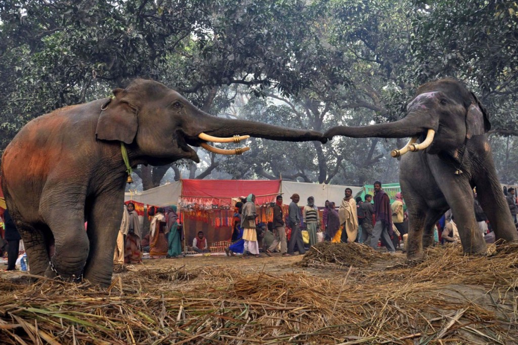 Δύο ελέφαντες στην Ινδία αγγίζουν ο ένας στον άλλο.