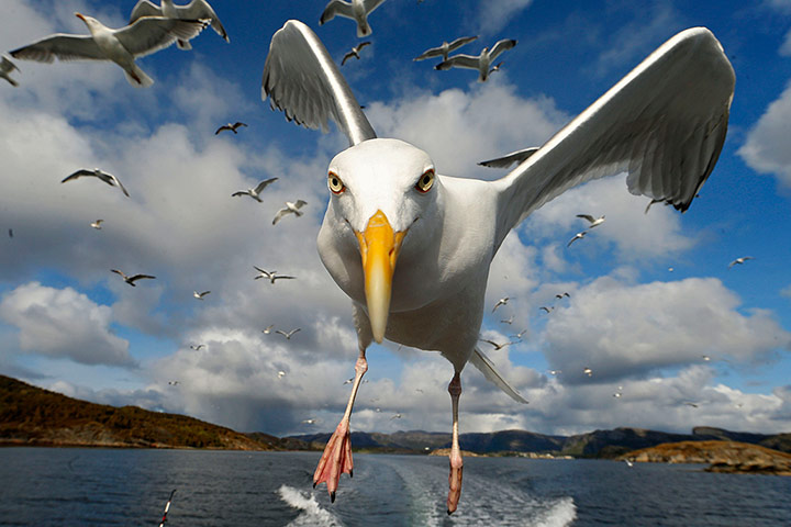 Ο φωτογράφοςBrutus Ostling έβγαλε αυτή τη φωτογραφία ενώ βρισκόταν σε μια βάρκα στα ανοικτά των ακτών της Νορβηγίας.