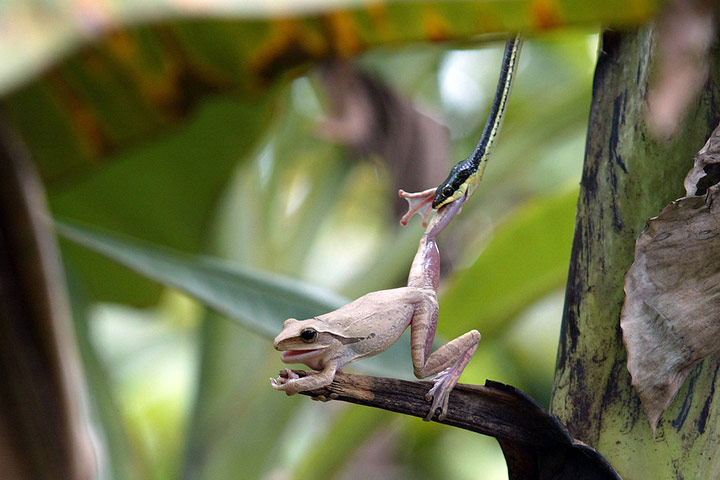 Φίδι των δέντρων αρπάζει  ένα
 βάτραχο πάνω σε  μπανανιά στην  Ινδονησία.