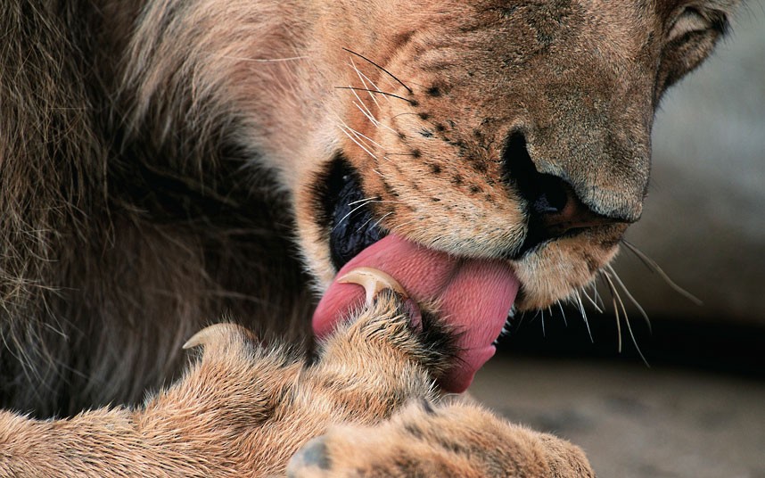 Λιοντάρι γλείφει το πόδι του στο πάρκο Kgalagadi Transfrontier στη Νότια Αφρική