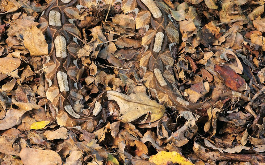 Καμουφλαρισμένη οχιά ανάμεσα σε πεσμένα φύλλα.