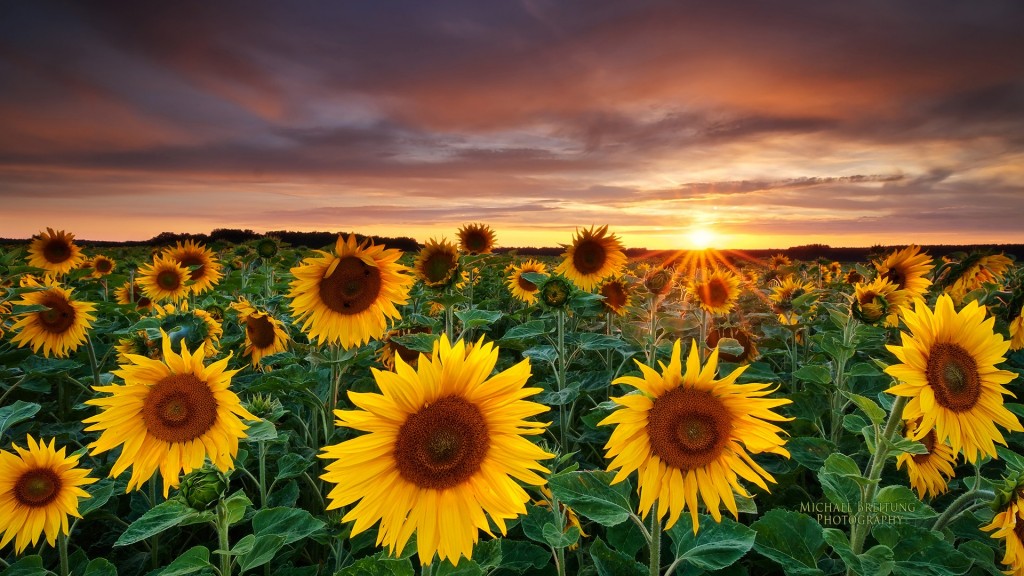 Magic-Landscape-Sunflower-Garden_1920x1080